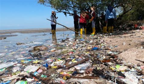 230 Kilogram Sampah Plastik Dikeluarkan Dari Kawasan Mangrove Wonorejo