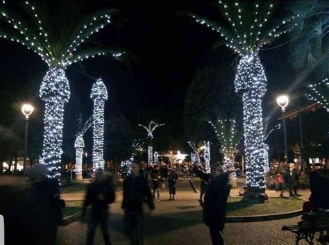 Why You Dont Put Christmas Lights On Palm Trees Rpics