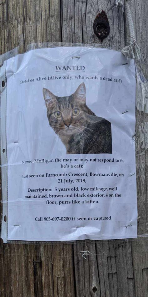 Best Missing Cat Poster Ever Missing Cat Poster Cat Posters Cat Names Black Exterior 5 Year
