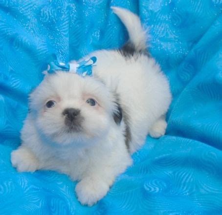 They are extremely smart and love to learn new tricks and meet new people. Shih Tzu Puppies For Sale | Sioux City, IA #245802