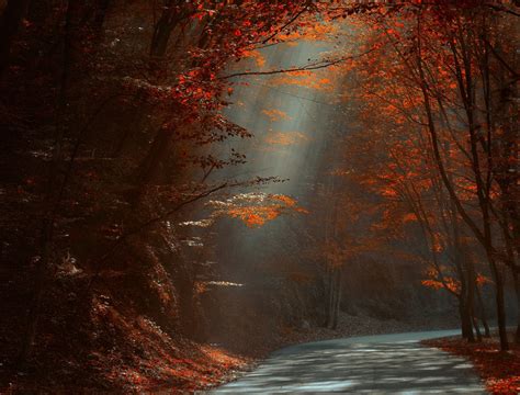 Nature Landscape Road Forest Red Leaves Fall Sun Rays Sunlight Trees