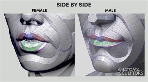 Mouth Of Female And Male From Anatomy For Sculptors Anatomy For
