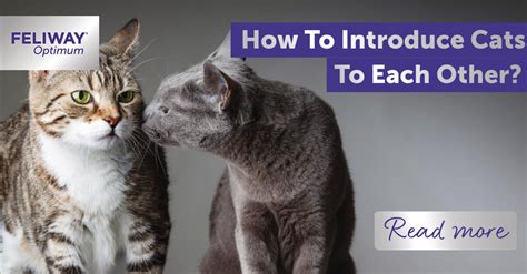 How To Introduce Cats To Each Other Get Your Cats To Get Alongn