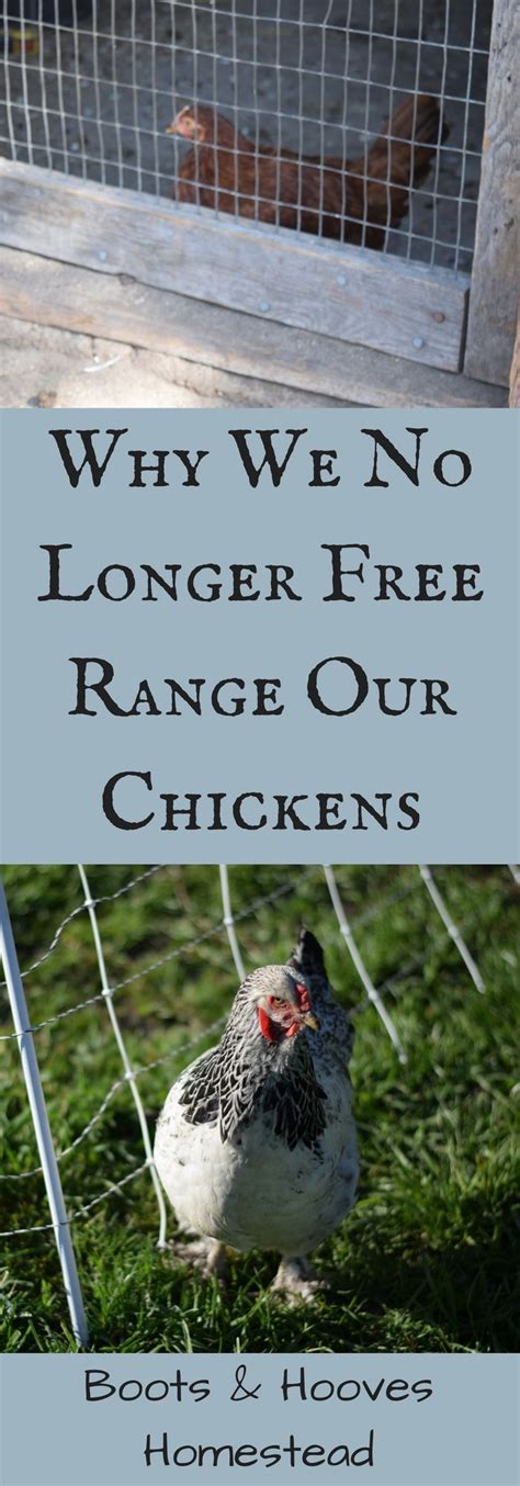 why we no longer free range and what we are doing instead boots and hooves homestead laying