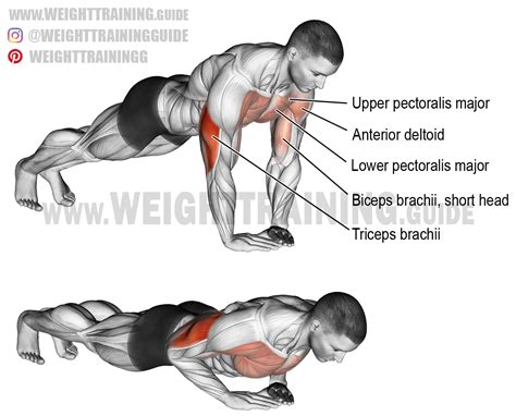 Which involve triceps, shoulders with different deltoid layers, chest muscles and parts of abs muscles. Diamond push-up. A compound bodyweight exercise. Target ...