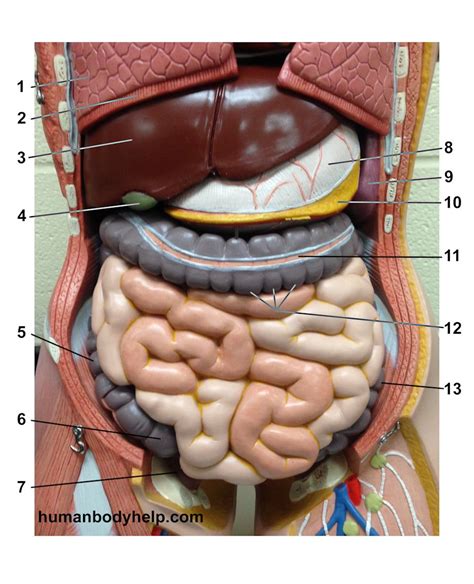 Torso Model Anatomy Labeled Digestive System Organs And Structures Of