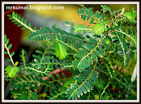 Berikut fakta di balik khasiat akar tanaman bajakah: mrkumai.blogspot.com: Info Tani: Tanaman Herba Dukong Anak