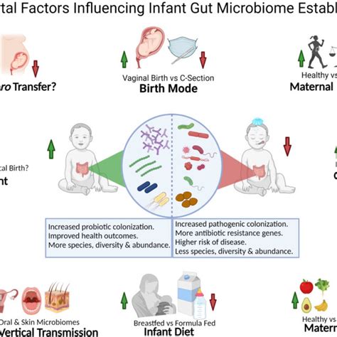 Perinatal Factors Influencing Infant Gut Microbiome Establishment