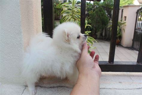 I got a teacup pomeranian! LovelyPuppy: 20131023 Mini White Pomeranian Puppy