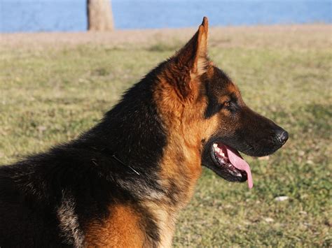 Black And Red German Shepherd Dog For Sale Zauberberg