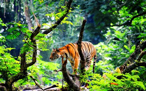 1920x1200 px Asian cat cats fantasy Jungle nature Oriental predator Tiger High Quality ...