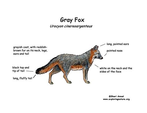 Fox Gray