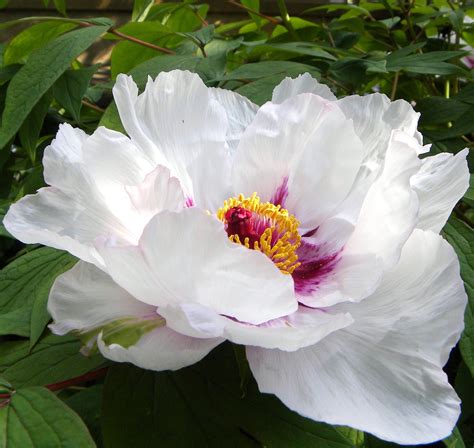 Reliable and vigorous, this herbaceous peony grows in a lush. Pin by Sandy Wesley on Travel | Flower painting, Flower ...