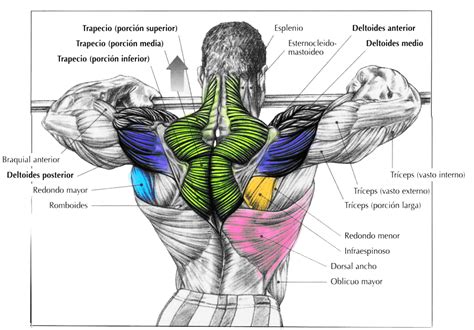 Anatomía De Los Músculos De La Espalda