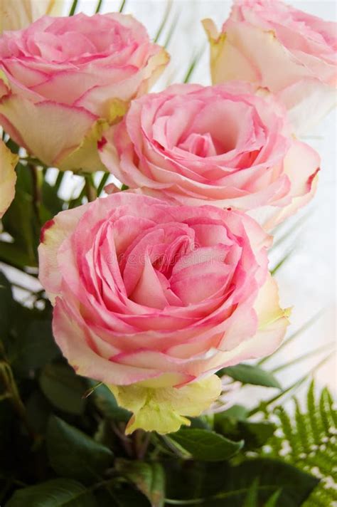 Bouquet Of Tender Pink Roses Stock Image Image Of Color Close 10804797
