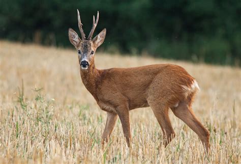 Roe Deer Habitat Diet And Adaptations Britannica