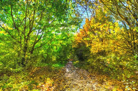Autumnal Forest Path Art Photograph By David Pyatt Fine Art America
