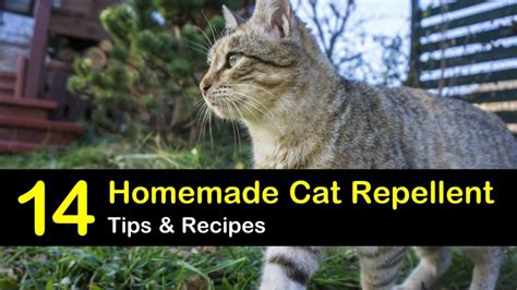 Make your own cat repellent spray. 14 Homemade Cat Repellent Tips & Recipes