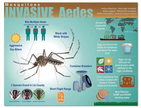 Invasive Aedes Mosquitoes San Gabriel Valley Mosquito And Vector