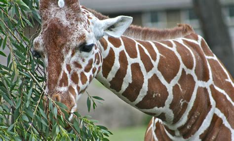 New Baby Giraffe At San Francisco Zoo Kqed