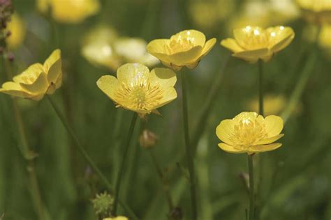 Buttercups Focus Light To Heat Their Flowers And Attract Insects New