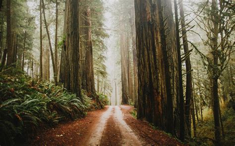 Path In Redwood Forest