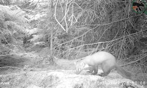 A Black And White Photo Of A Bear In The Woods Looking For Something To Eat