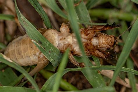 Controlling Mole Crickets And Fire Ants In Your Lawn