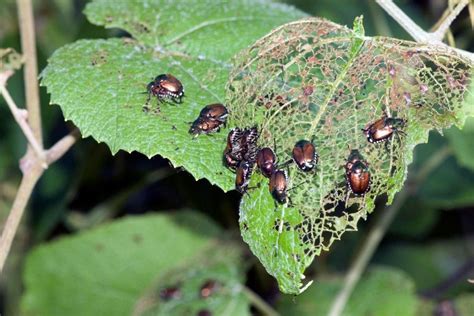 Garden Insect Primer Getting To Know Common Garden Insect Pest Groups