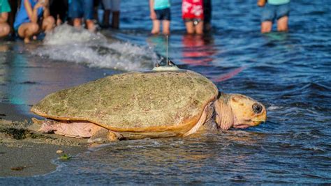 Largest Loggerhead Sea Turtle Ever Rescued In New England Released Into