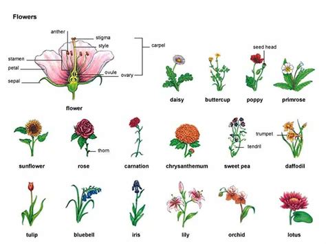 Learn English Vocabulary Through Pictures Flowers And Plants Eslbuzz