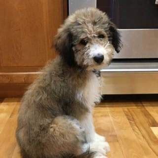 bordoodle dog breed information pictures