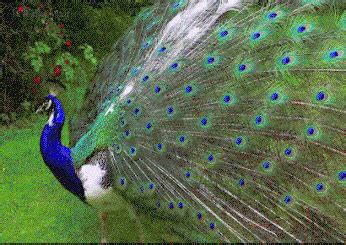 Definition of proud as a peacock in the definitions.net dictionary. Peacock GIF - Find & Share on GIPHY
