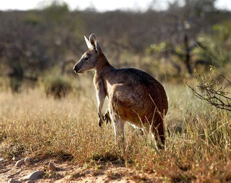 Australian Outback Animals Animals Australian Wildlife Western