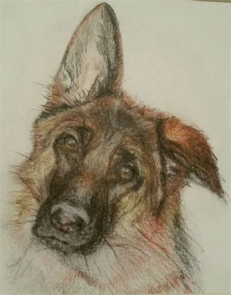 German Shepherd Easy Dog Face Drawing Deborah Buccho