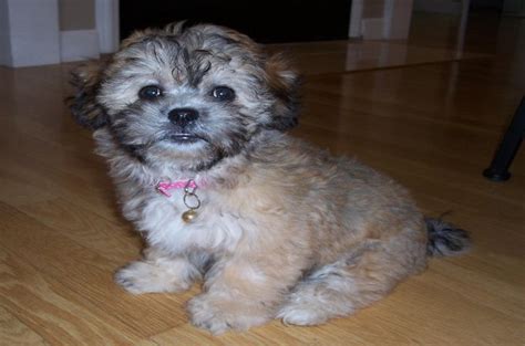 Shih Tzu Mix The Cutest And Adorable Cross Breeds
