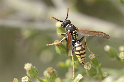 Once the wasp falls to the ground, it is safe to hit with a newspaper and discard. Identify and Control Yellow Jackets