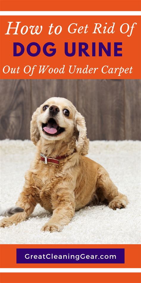 How can i get rid if the smell? How to Get Dog Urine Out of Wood Under Carpet | Dog urine ...