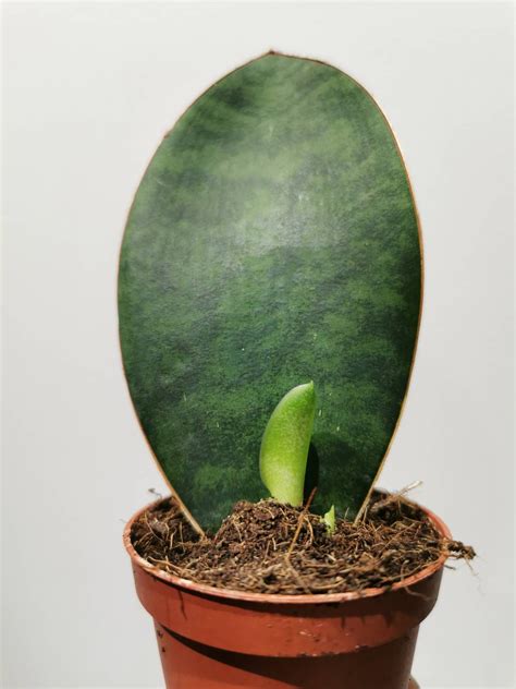 Here is what my plant looked like when it arrived Sansevieria Masoniana Whale Fin Victoria House Plant ...