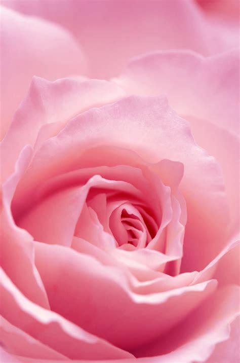 Looking for the best wallpapers? Light Pink Rose Flower iPhone hd wallpaper | We Heart It ...
