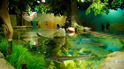 Visit Sea Life Aquarium In Munich Expedia