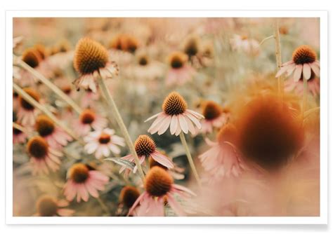 Echinacea Flowers Poster Juniqe