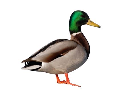 Duck On White Background Free Stock Photo Public Domain Pictures