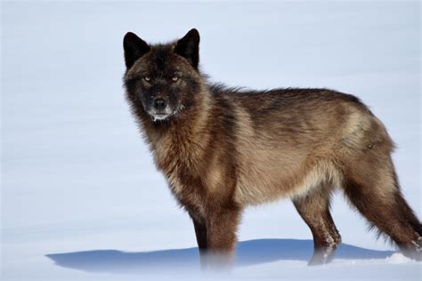 My Close Encounter With A Wild Wolf In Northern Alaska