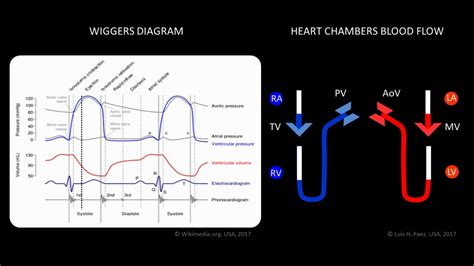 Wiggers Paez Animated Cardiac Diagram Youtube