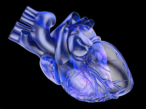 Artificial Human Heart Stock Illustration Image Of Human 28682730