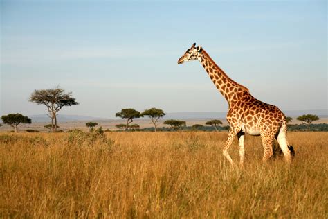 23 Animals That Live In The Savanna Of Africa Wildlifetrip 2023