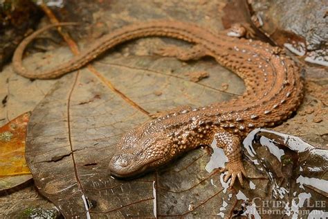 Lanthanotus Borneensis Earless Monitor Lizard Reptiles And