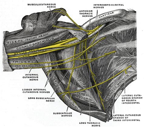 Long Thoracic Nerve Wikidoc
