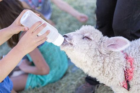 Bottle Feeding A Baby Lamb Stock Image Image Of Love Feeding 193406525